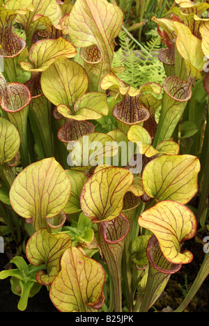 Die Schlauchpflanze Sarracenia Oreophila Wherry Stockfoto