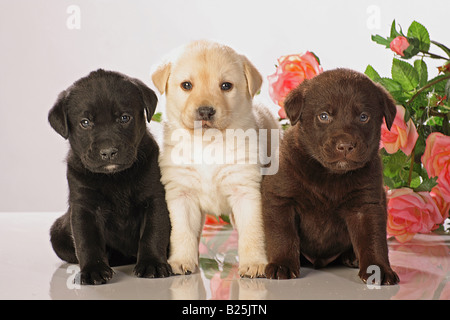 Labrador Retriever. Drei unterschiedlich farbige Welpen, schwarz, Schokolade und gelb, vor Rosenblumen Stockfoto