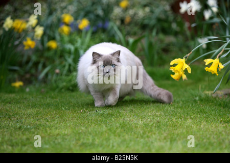 Lager erschossen einer Ragdoll Katze spielen im Garten Stockfoto