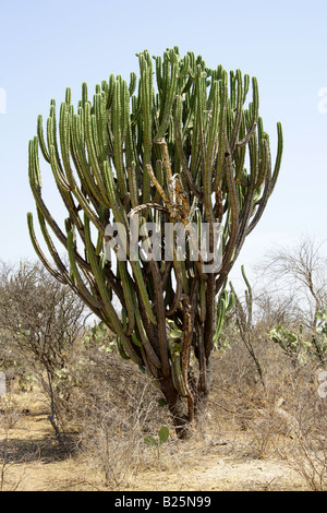 Kandelaber Kakteen Myrtillocactus Cochal, Sierra Madre, Bundesstaat Oaxaca, Mexiko Stockfoto