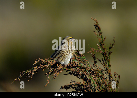 Yellowrumped Witwe Vogel, Euplectes Capensis, Weiblich, sonnen sich auf einer Restio-Anlage in der Nähe von Wasser, Helderberg Nature Reserve Stockfoto