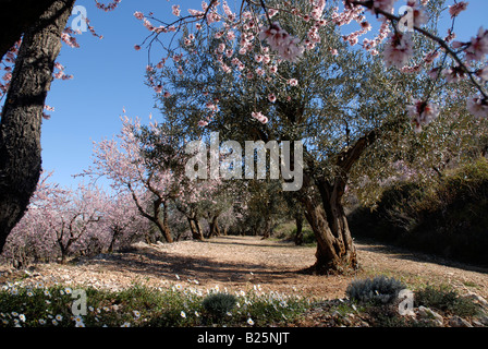 Mandelbäume in voller Blüte, in der Nähe von Fachecha, Provinz Alicante, Comunidad Valenciana, Spanien Stockfoto