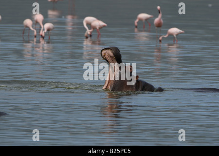 Nilpferd Gähnen mit Flamingos im Hintergrund Stockfoto
