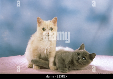 Hauskatze. Britisch Kurzhaar Kätzchen und Kartäuser Kitten auf rosa Decke Stockfoto