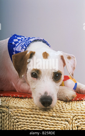 Jack Russel Terrier - Portrait Stockfoto