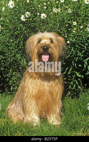 Briard - sitzen auf der Wiese Stockfoto