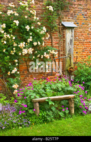 Rhododendron "Tally Ho" im Frühsommer Stockfoto