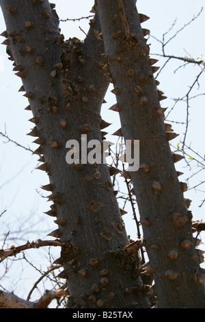 Kapok, Pochote oder Seidenbaumwolle, Ceiba aesculifolia, Oaxaca, Mexiko Stockfoto