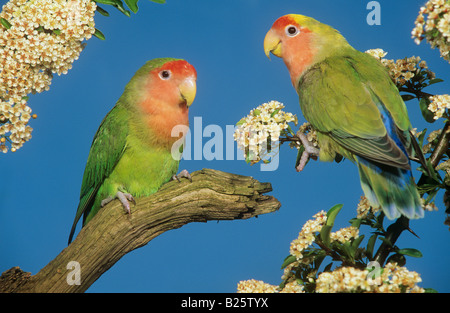 Pfirsich-faced zwei Turteltauben - auf AST / Agapornis Roseicollis Stockfoto