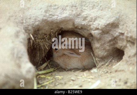 2 Kaninchen - sitzen im Fuchsbau / Oryctolagus Cuniculus Stockfoto