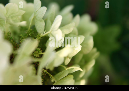 Ein Oakleaf Hortensie, Hydrangea Quercifolia ' Snow Queen', zeigt altrosa weiße Blüten im Hochsommer. Stockfoto