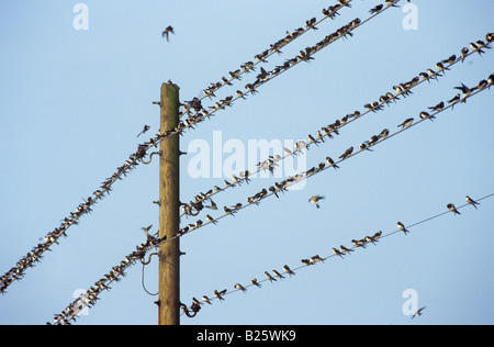 Mehlschwalben - telegraph sitzen auf Kabel / Delichon Urbica Stockfoto