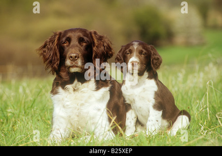 kleines Munsterlander mit Civilization - sitzen auf der Wiese Stockfoto