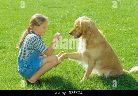 Golden Retriever - Pfötchen geben Stockfoto