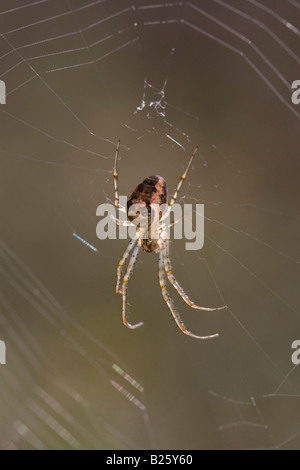 Spider: Wahrscheinlich Metellina segmentata Stockfoto