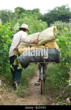 Vietnamesische Landwirt mit seinem stark belastete Fahrrad Wandern Stockfoto