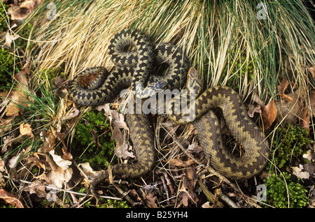 zwei europäische Addierer - Blätter / Vipera Berus Stockfoto