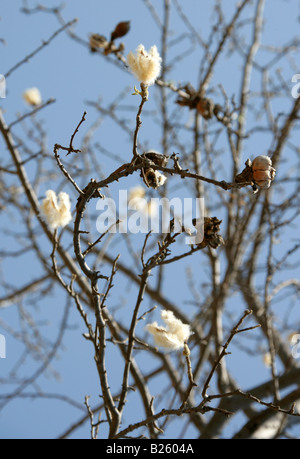 Kapok, Pochote oder Seidenbaumwolle, Ceiba aesculifolia, Oaxaca, Mexiko Stockfoto