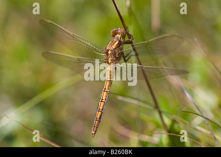 Gekielte Skimmer - Orthetrum coerulescens Stockfoto