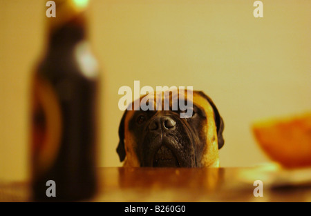 Ein hungriger Hund steckt seinen Kopf und Nase oberhalb der Tabelle zu starren auf das Essen. Er setzt auf seine niedlichen Gesicht, in der Hoffnung auf ein Genuss Stockfoto