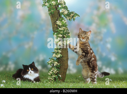 zwei inländische Kätzchen im Baum Stockfoto