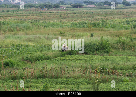 Vietnamesische Landwirt mit seinem stark belastete Fahrrad auf einem Weg zu Fuß über die Felder Stockfoto