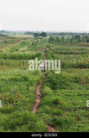 Grüne Felder auf einer Insel in der Red River in Hanoi Vietnam Stockfoto