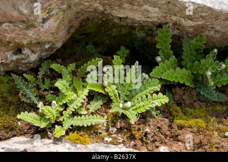 Rustyback Fern Stockfoto