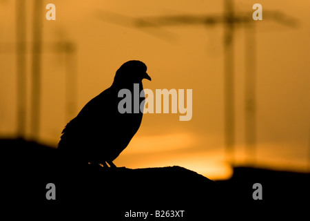 Eine Taube sitzt auf einem Dach in Trani, Italien. Fernsehen Arials stehen Silhouette gegen den orangefarbenen Himmel Sonnenuntergang. Stockfoto