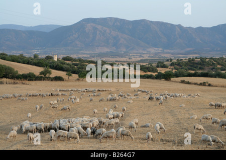 Schafe in Feldern in der Nähe von Domusnovas in der Campidano-Region Süd-west Sardinien, Italien, Europa Stockfoto