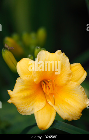 Blühende gelbe Blume Stella de Oro Daylily Hemerocallis Bilder Bilder oben Nahaufnahme vertikales Format mit hoher Auflösung in den USA Hi-res Stockfoto