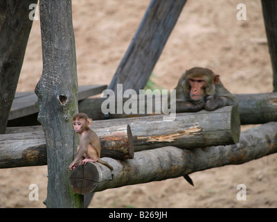 Sehr niedlich Baby Affen und seine Mutter im Zoo Beekse Bergen in Hilvarenbeek Niederlande Stockfoto