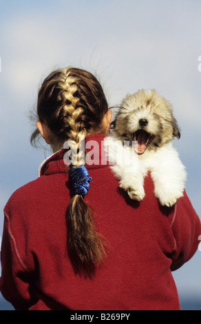 Coton de Tulear (Canis Lupus Familiaris). Mädchen mit Gähnen Welpen auf die Schulter Stockfoto