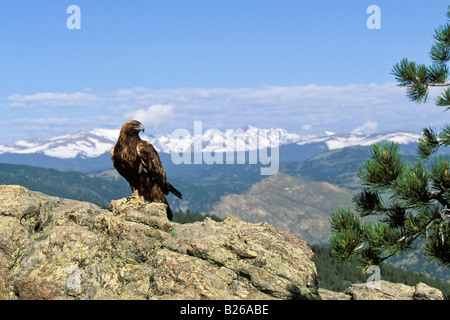 Steinadler Aquila chrysaetos Stockfoto