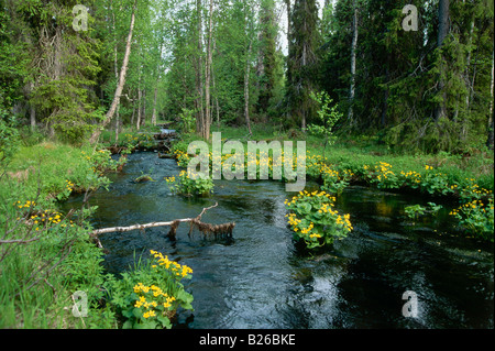 Caltha Palustris umgangsprachlich Sumpfdotterblumen oder Marsh Marigold in einem skandinavischen Wald, Finnland Stockfoto