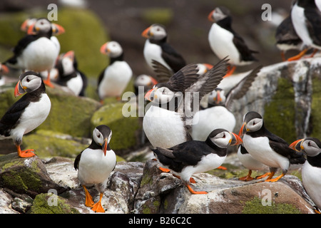 Gruppe von Papageientauchern sitzen auf Felsen in Farne Insel, England. Stockfoto