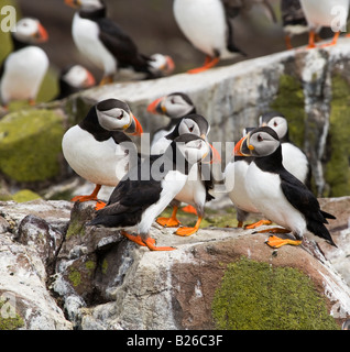 Gruppe der Papageientaucher auf Felsen sitzend. Stockfoto