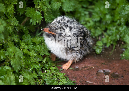 Eine Küstenseeschwalbe Küken auf den Farne Islands, Northumberland, England. Stockfoto