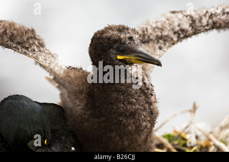 Nahaufnahme der Kormoran Vogel sitzt mit seinen Nachkommen. Stockfoto