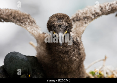 Nahaufnahme der Kormoran Vogel sitzend mit Küken Stockfoto