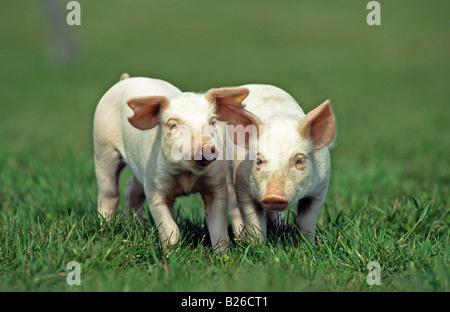 Hausschwein (Sus Scrofa Domesticus), zwei Ferkel auf dem Rasen Stockfoto