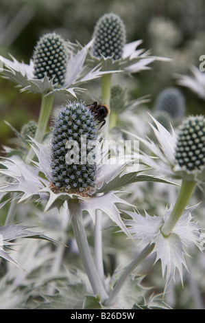 ERYNGIUM GIGANTEUM BLUMEN MIT BIENEN Stockfoto