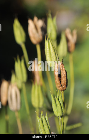 Aquilegia Vulgaris Akelei Samenkapseln Stockfoto