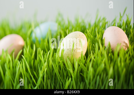 Eier in Rasen Stockfoto