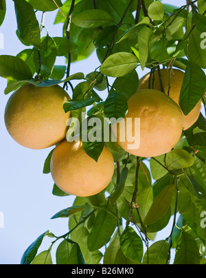 Nahaufnahme von Grapefruit auf Baum Stockfoto