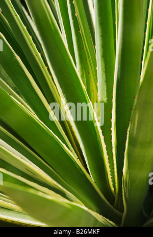 Nahaufnahme von Agave Kaktus Pflanze Stockfoto