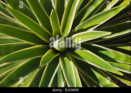 Nahaufnahme von Agave Kaktus Pflanze Stockfoto