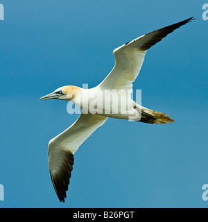 BASSTÖLPEL (Morus Bassanus) Stockfoto