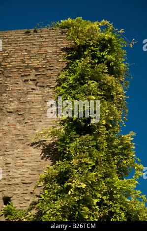 Eine alte Ziegelmauer mit Reben bedeckt zeichnet sich vor einem blauen Himmel auf dem Forum Romanum, Rom, Italien Stockfoto