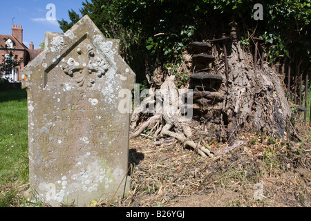 Flechten bedeckt, Grabstein und alte Eibe stumpf Dorchester Abbey Oxford Stockfoto